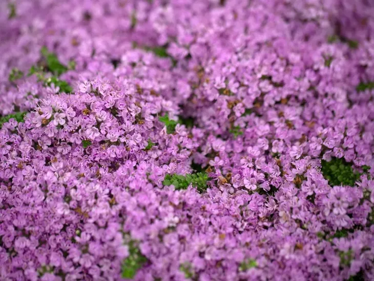 macierzanka-piaskowa-thymus-serpyllum-stan-opakowania-oryginalne