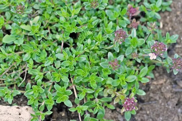 macierzanka-piaskowa-thymus-serpyllum-producent-gospodarstwo-ogrodniczo-szkolkarskie-teczowa-dolina