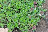macierzanka-piaskowa-thymus-serpyllum-producent-gospodarstwo-ogrodniczo-szkolkarskie-teczowa-dolina