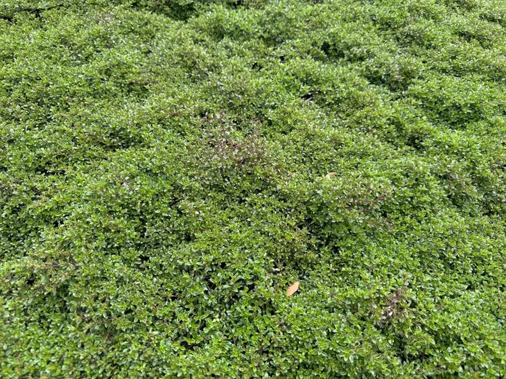 macierzanka-piaskowa-thymus-serpyllum-nazwa-lacinska-inna