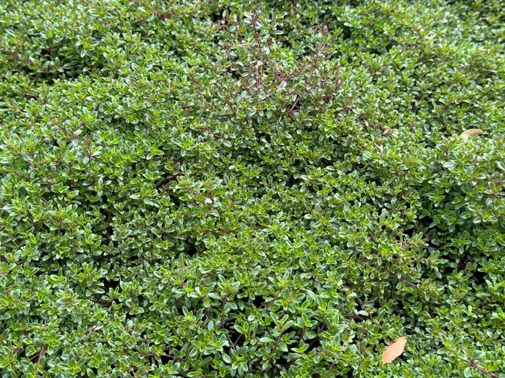 macierzanka-piaskowa-thymus-serpyllum-rodzaj-rosliny-inny-roslina-w-postaci-sadzonka-w-pojemniku-do-05l