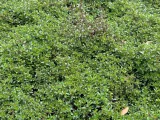 macierzanka-piaskowa-thymus-serpyllum-rodzaj-rosliny-inny-roslina-w-postaci-sadzonka-w-pojemniku-do-05l