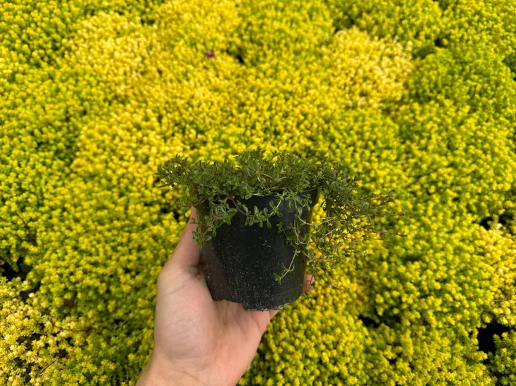 macierzanka-piaskowa-thymus-serpyllum-rodzaj-rosliny-inny-styl-ogrod-japonski-ogrod-nowoczesny-ogrod-skalny-ogrod-srodziemnomorski-ogrod-wiejski
