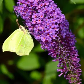 budleja-dawida-purple-emperor-fioletowa-buddleja-davidii-poj-2-0l