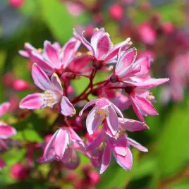 zylistek-yuki-cherry-blossom-deutzia-rozowy-krzew-rozowe-kwiaty-2-0l