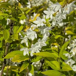 zylistek-wysmukly-aurea-zolte-liscie-deutzia-gracilis-aurea-2-0l