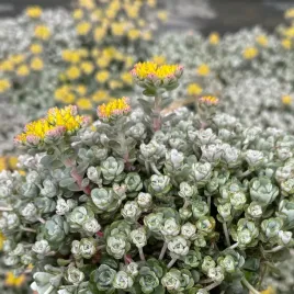 rozchodnik-lopatkowy-cape-blanco-sedum-spathulifolium-srebrny-dywan