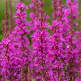 krwawnica-pospolita-robin-intensywnie-rozowe-kwiaty-lythrum-salicaria