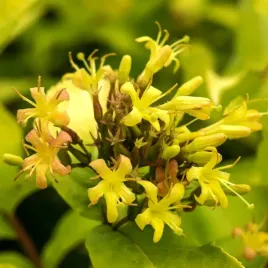 zadrzewnia-nadbrzezna-honeybee-diervilla-rivularis-doniczka-2-0l