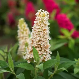 budleja-dawida-butterfly-candy-little-white-karlowata-mala-buddleja