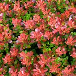berberys-thunberga-atropurpurea-nana-czerwony-berberis-thunbergii-2-0l
