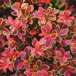 berberys-thunberga-golden-ring-nana-zlote-brzegi-berberis-thunbergii