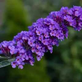 budleja-dawida-nanho-blue-fioletowa-buddleja-davidii-2-0l