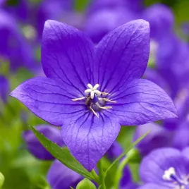 rozwar-wielkokwiatowy-astra-blue-niebieski-platycodon-grandiflorus-1-0l
