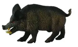 dzik-odyniec-collecta
