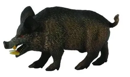 dzik-odyniec-collecta