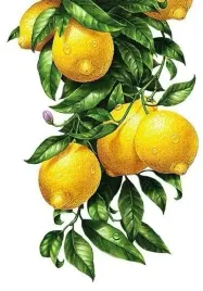 plakat-owoce-warzywa-vintage-retro-90x60-cm-23
