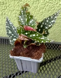 begonia-koralowa-maculata-spotlight-green-sadzonka