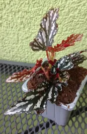 begonia-koralowa-maculata-spotlight-black-sadzonka