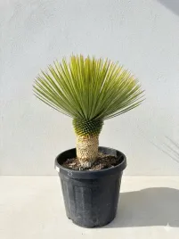 juka-rostrata-yucca-rostrata-mrozoodporna