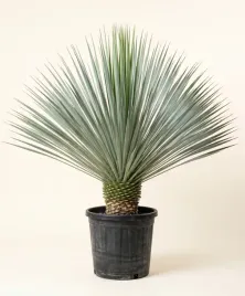 juka-rostrata-blue-swan-yucca-rostrata-mrozoodporna