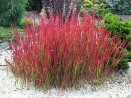 imperata-cylindryczna-red-baron-czerwonawe-liscie-c2