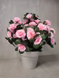azalia-rozowa-w-doniczce-gamma-14-cm-dom3444