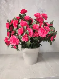 azalia-malinowa-w-doniczce-gamma-14-cm-dom3445