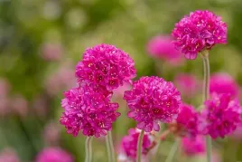 zawciag-nadmorski-nifty-thrifty-armeria-maritima