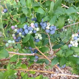 borowka-amerykanska-bluecrop-sadzonka-w-pojemniku-3l