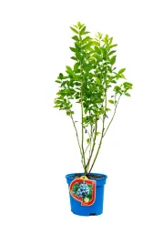 borowka-amerykanska-bluetta-25l