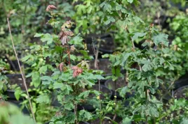 klon-polny-acer-campestre