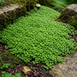 mieta-korsykanska-mentha-requienii-aromatyczna-roslina-okrywowa