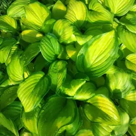 funkia-stained-glass-hosta-zolto-zielona-w-p9
