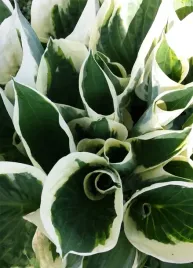 funkia-minute-man-hosta-hybrid-m-p9