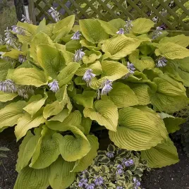 funkia-shadowland-cost-to-cost-hosta-hybrid-m-p9