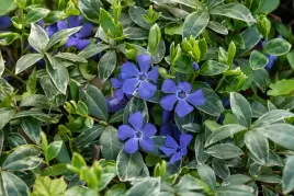 barwinek-pospolity-ralph-shugert-vinca-minor-p9