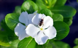 barwinek-pospolity-bialy-vinca-minor-p9