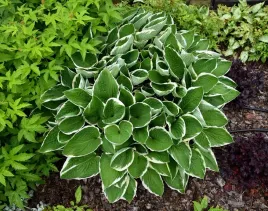 funkia-francee-hosta-hybrid-m-p9