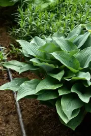funkia-regal-splendor-hosta-hybrid-l-p9