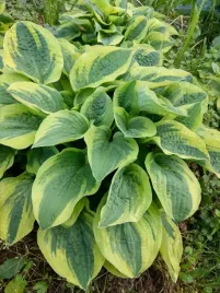 funkia-wide-brim-hosta-hybrid-m-p9