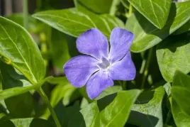 barwinek-pospolit-niebieski-vinca-minor-w-p9