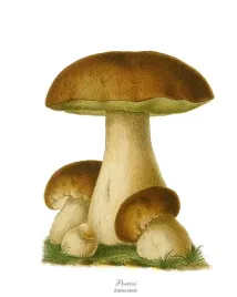plakat-owoce-warzywa-vintage-retro-90x60-cm-51