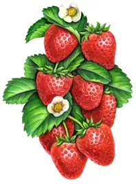 plakat-owoce-warzywa-vintage-retro-90x60-cm-14