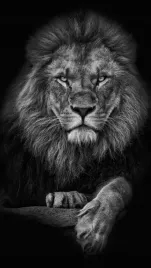 plakat-lew-obraz-ozdoba-do-salonu-lwy-lion-90x60