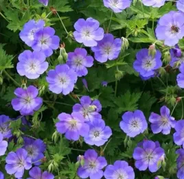 bodziszek-rozanne-gerwat-geranium-duza-sadzonka-1l