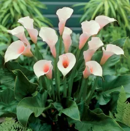 kalia-flamingo-c2-sadzonka-2l