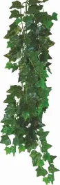 happet-roslina-wiszaca-bluszcz-hedera-helix-do-terrarium