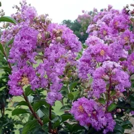 lagerstroemia-indyjska-seaburn-egzotyczne-kwiaty-efektowna-sadzonka-p9