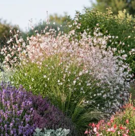 gaura-lindheimera-bialo-rozowa-motyla-o-dlugim-kwitnieniu-sadzonka-p9